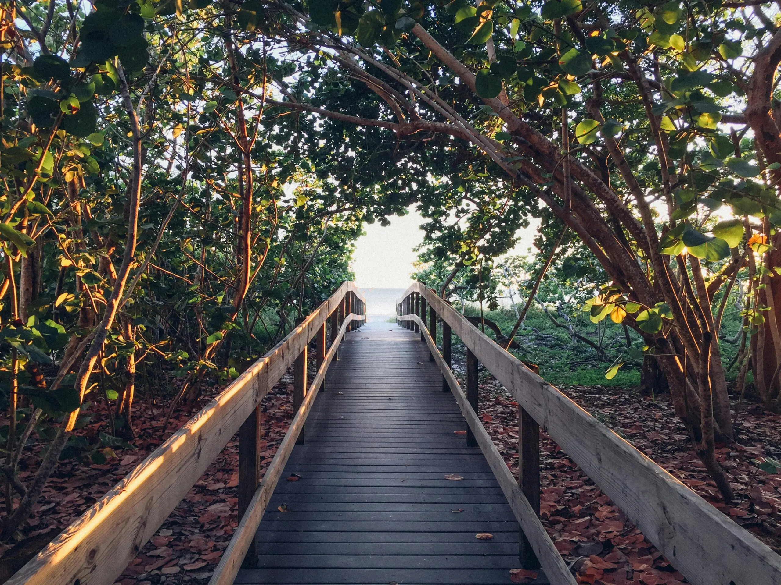 pexels-joshsorenson-127513 Passerelle entourée de verdure menant à la plage.