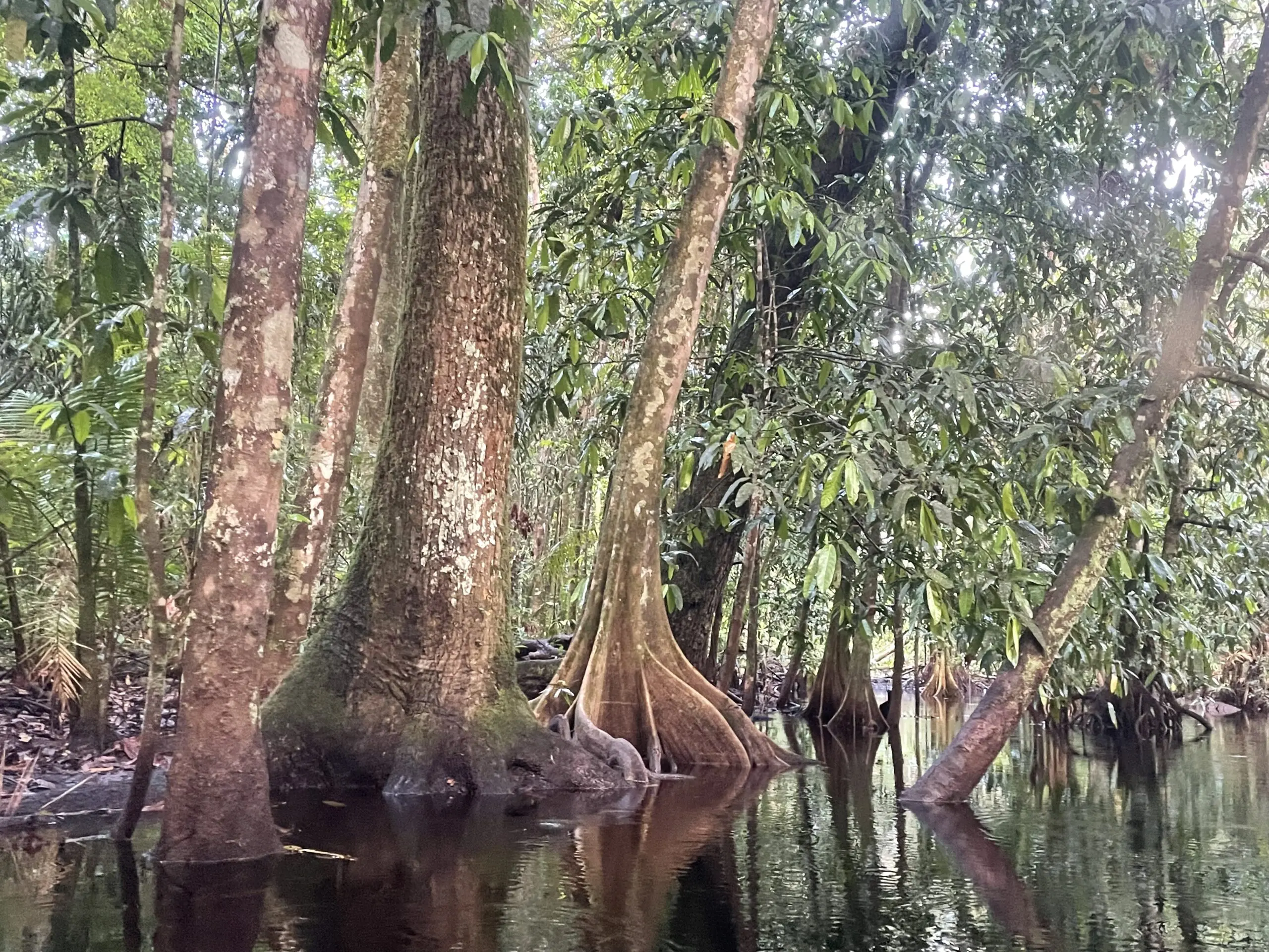 Arbres dans les eaux d'une forêt tropicale.