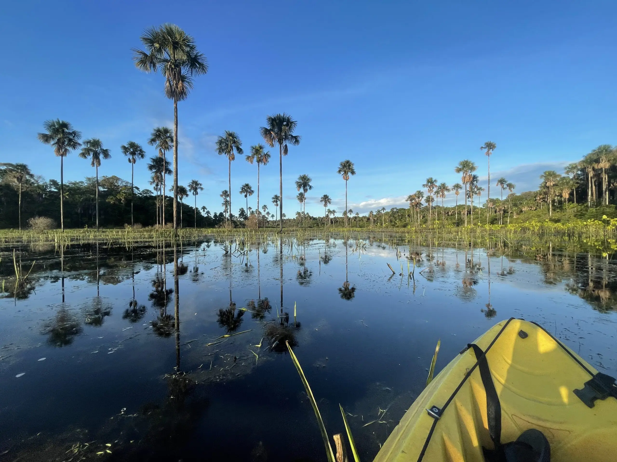Kayak sur rivière avec palmiers, ciel dégagé.